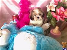 maltipoo puppy posted by NEW PUPPIES